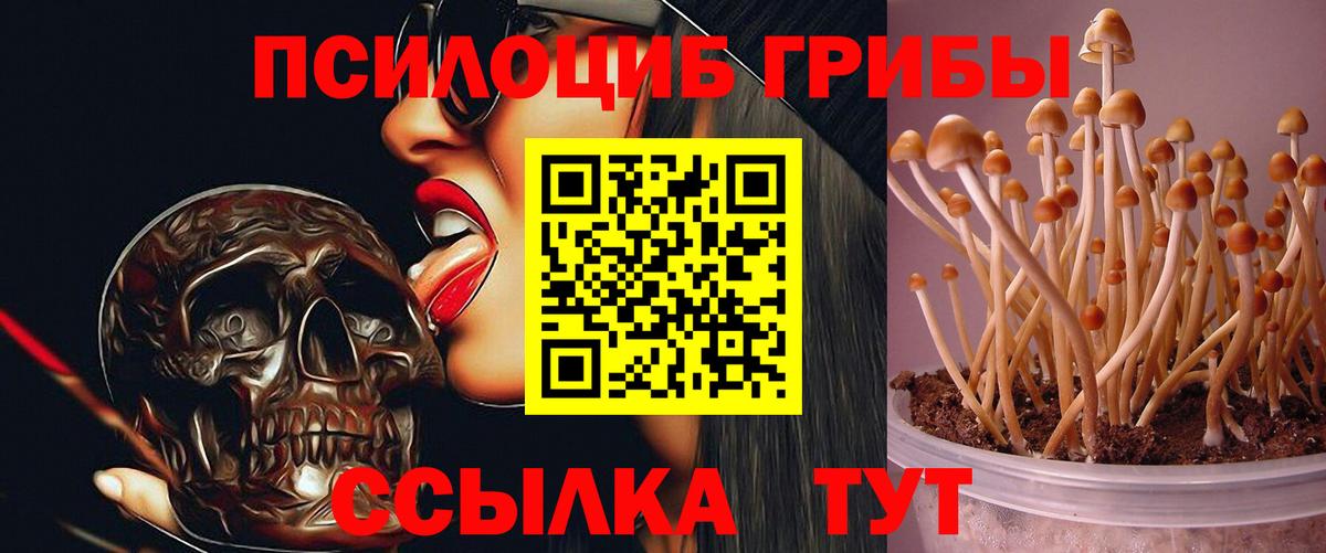Псилоцибиновые грибы Cubensis Мурманск